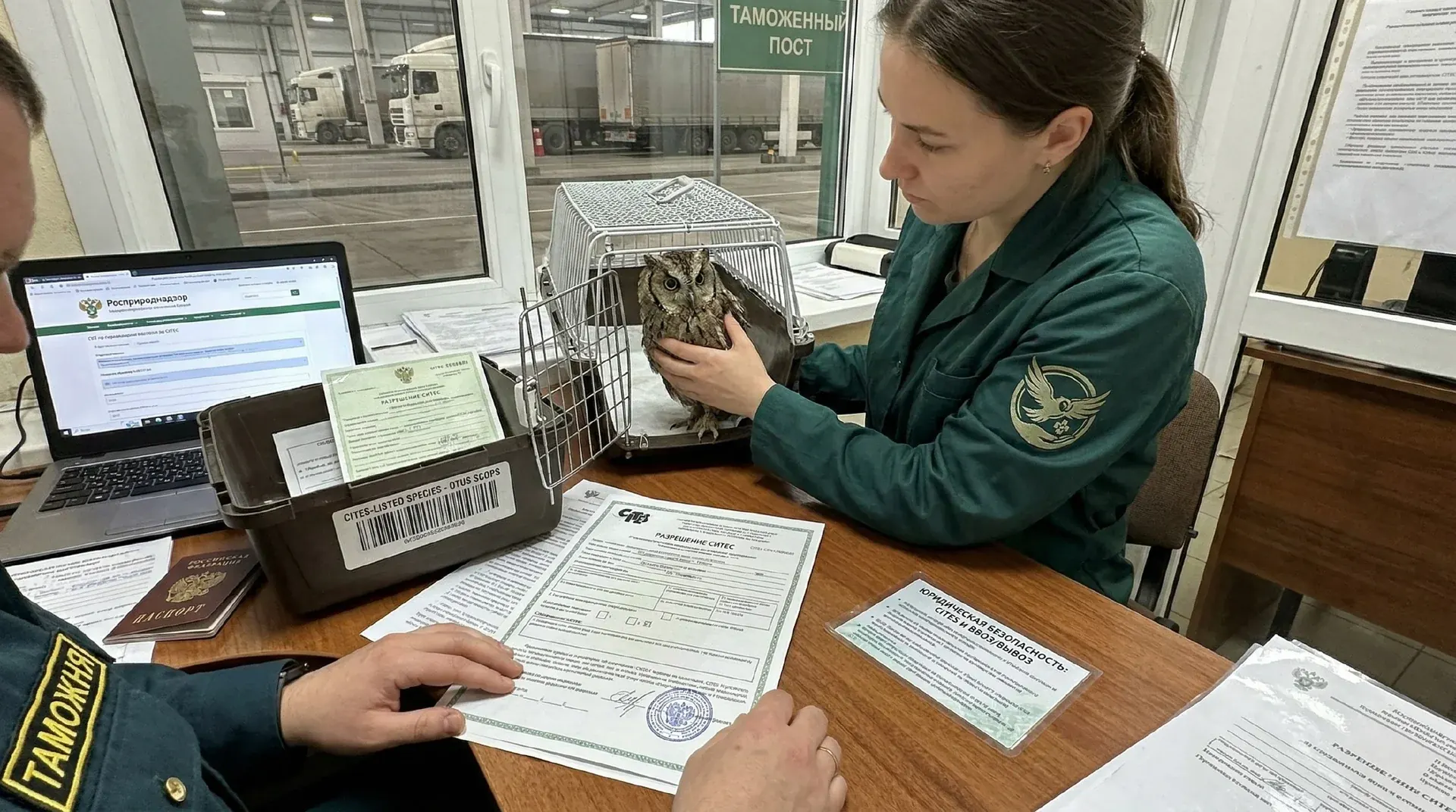 СИТЕС (CITES) и ввоз/вывоз