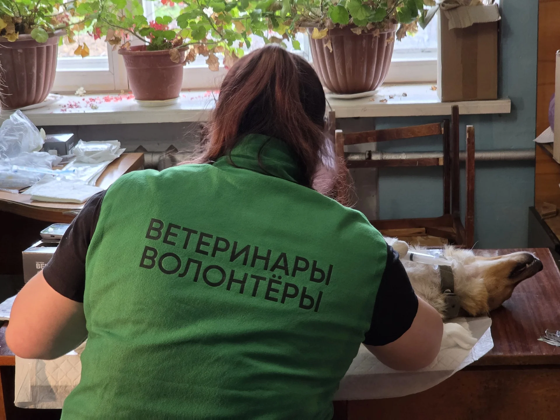 Гуманно и профессионально: пермские ветеринары-волонтеры провели 27 операций в глубинке